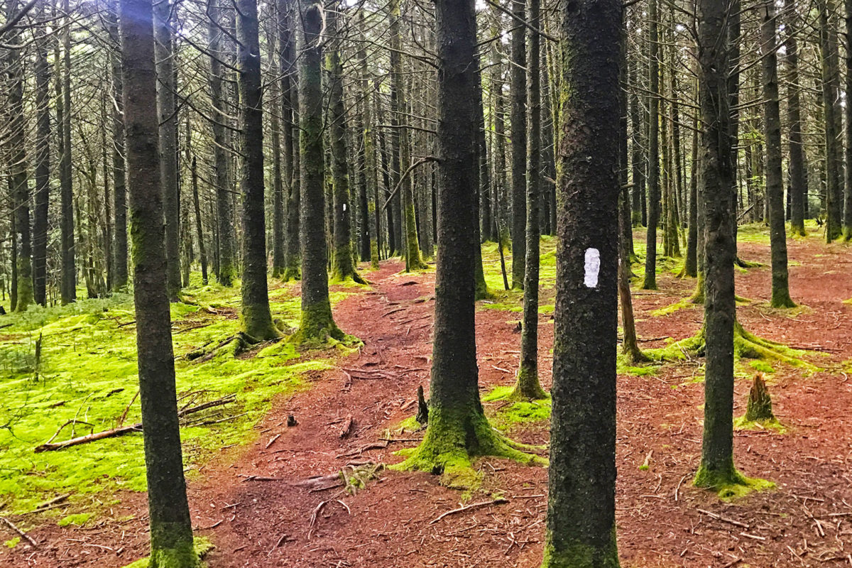 A section of the Roan Highland Red Spruce Forest on the Appalachian Trail. Photo by Jordan A Bowman.
