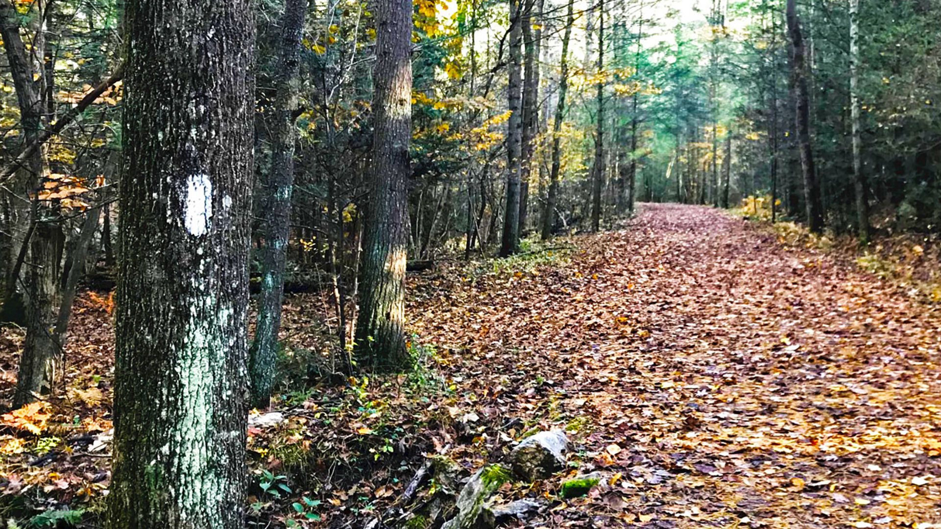 The Appalachian Trail along the South Mountain Range in Pennsylvania. Photo by Jordan A Bowman.