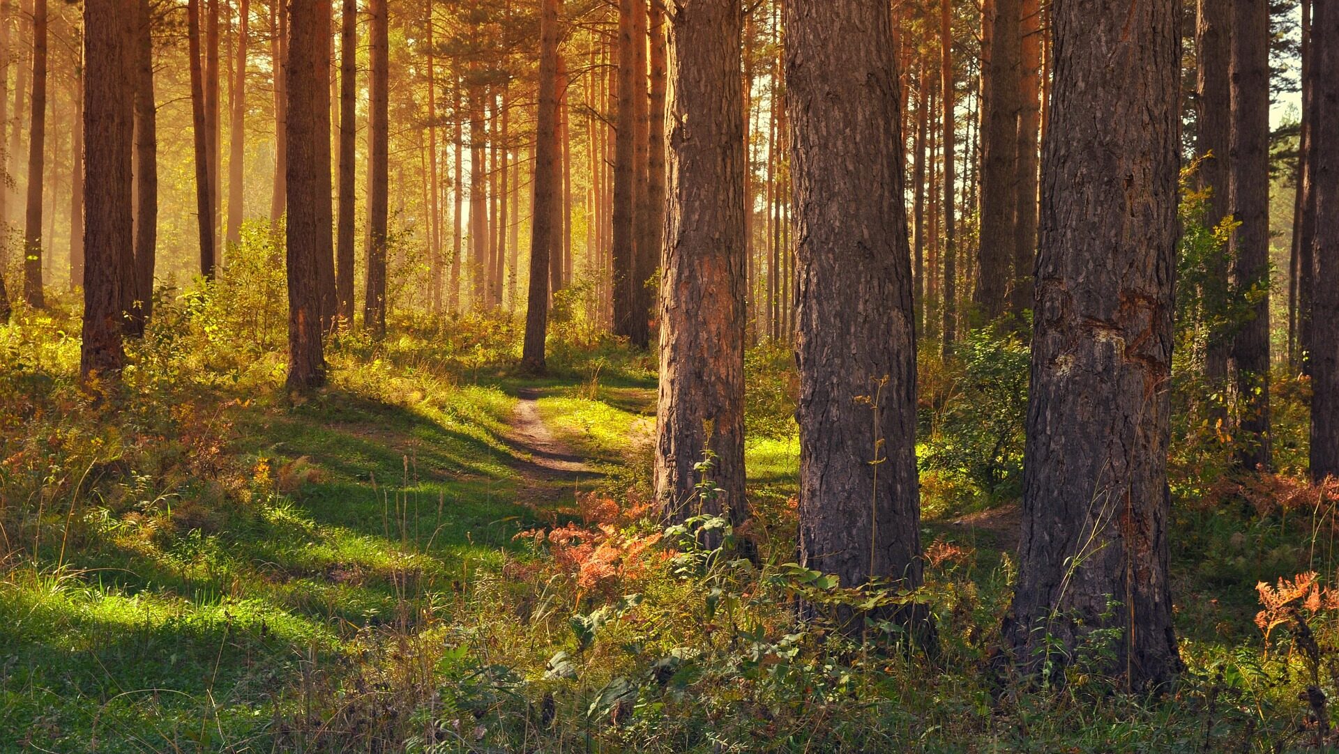 The Trail meanders through the forest. Photo by Larisa Koshkina via Pixabay.