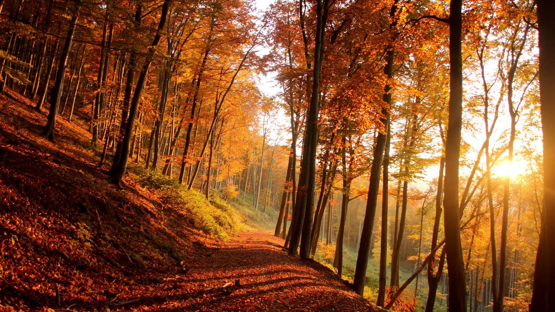 Climate Resiliency and the A.T.